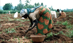 Terra arabile agli africani!